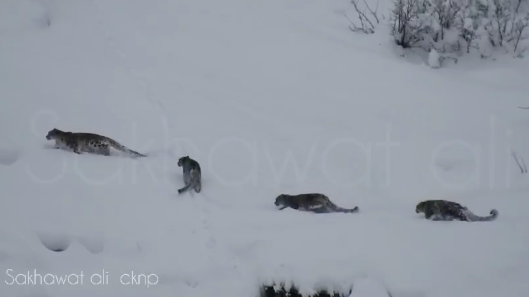 4-leoparde-de-zapada-observate-impreuna-pe-muntele-pakistan-indepartat-in-imagini-rare