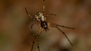 spider-pustnic-asiatic:-arahnidul-care-devine-mai-puternic-dupa-ce-si-a-expulzat-propriul-penis