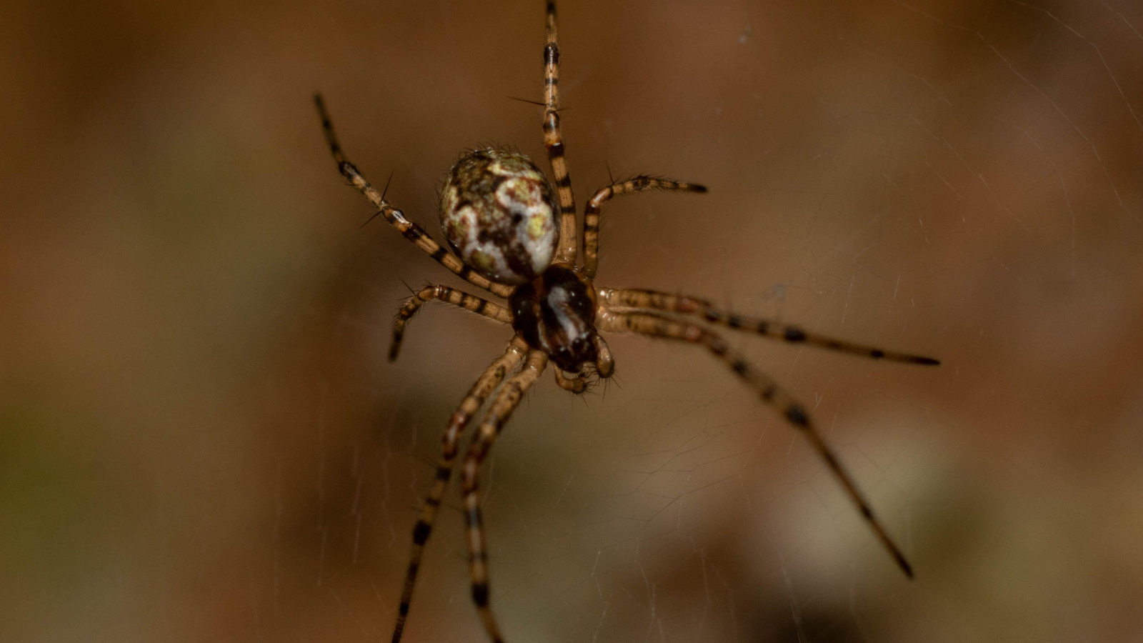 spider-pustnic-asiatic:-arahnidul-care-devine-mai-puternic-dupa-ce-si-a-expulzat-propriul-penis