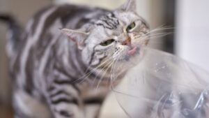 de-ce-pisicile-linge-pungile-de-plastic?