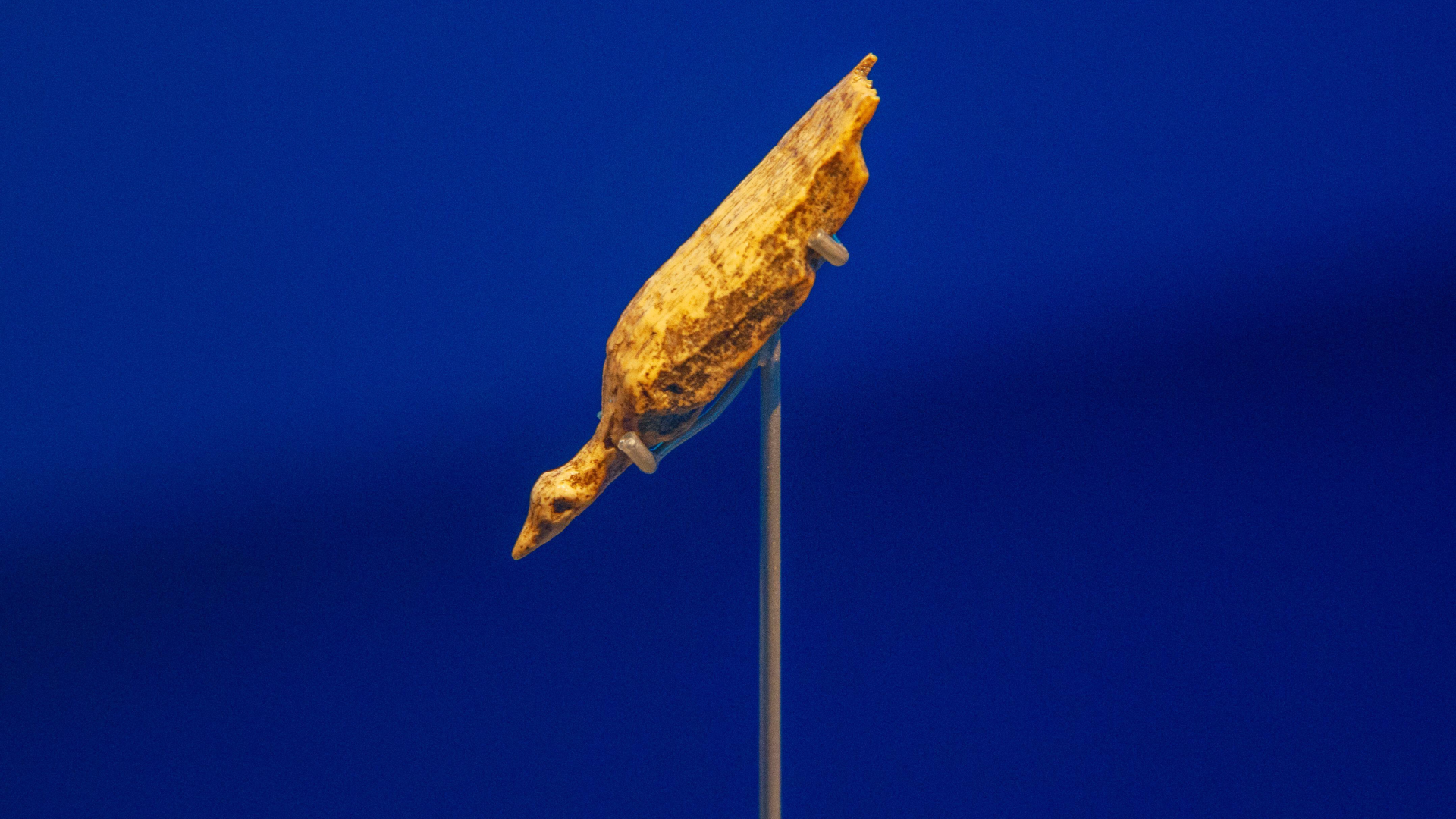 hohle-fels-water-bird:-cea-mai-veche-reprezentare-a-unei-pasari-din-lume
