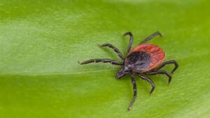mai-multe-specii-de-capuse-din-sua-pot-transmite-alergie-la-carne-rosie,-rapoartele-cdc-dezvaluie