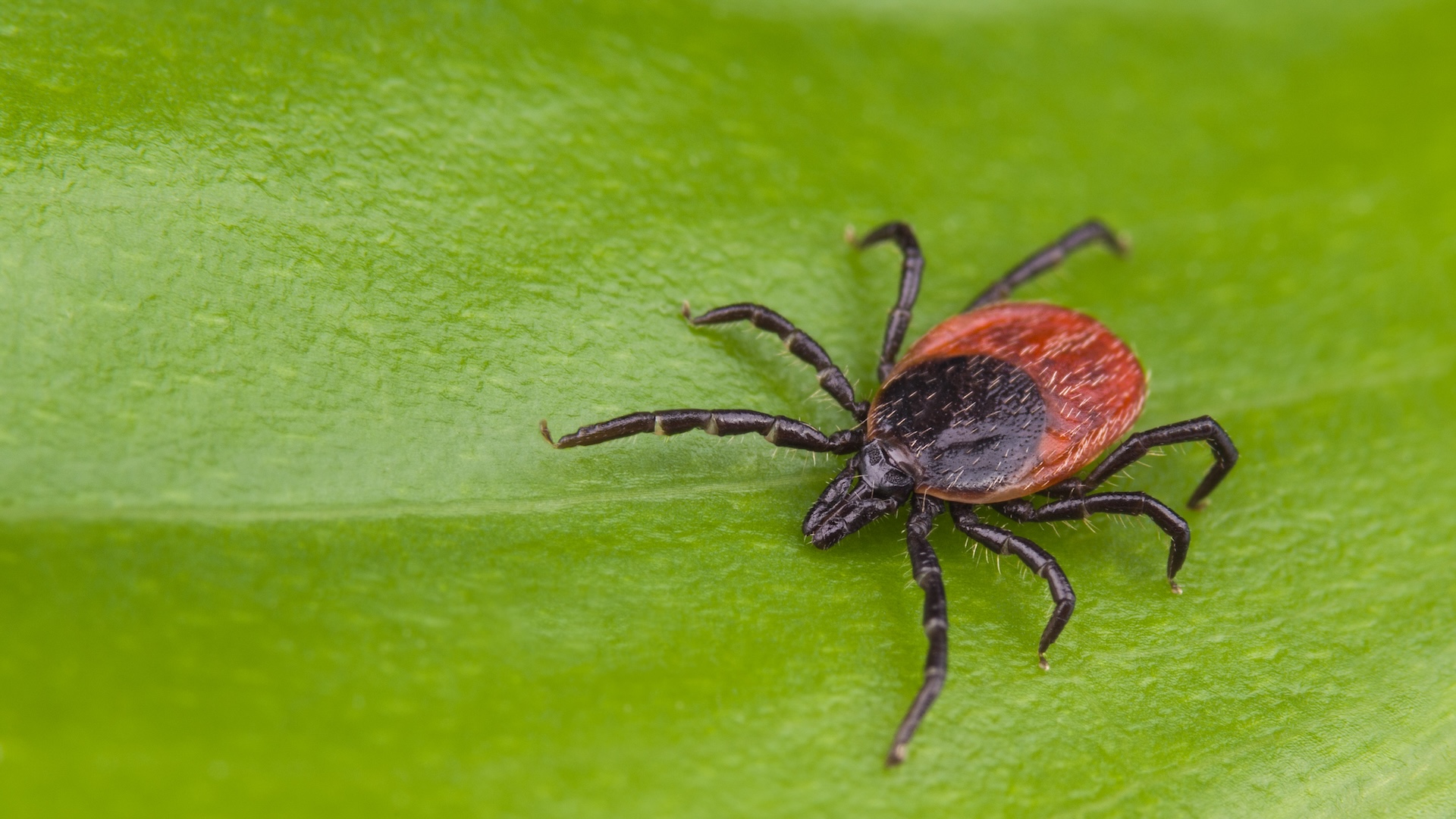 mai-multe-specii-de-capuse-din-sua-pot-transmite-alergie-la-carne-rosie,-rapoartele-cdc-dezvaluie