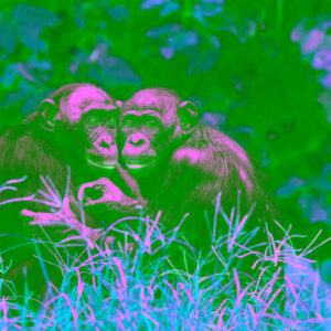 apelurile-lui-bonobos-pot-fi-cel-mai-apropiat-lucru-de-limbajul-animalelor-pe-care-l-am-vazut