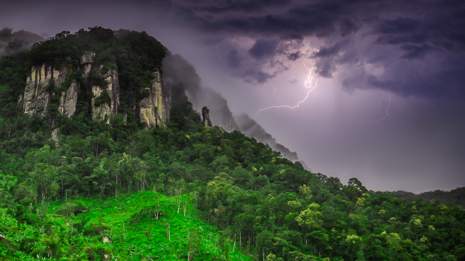 arborele-tropical-din-panama-a-evoluat-pentru-a-si-ucide-„dusmanii”-cu-fulgere