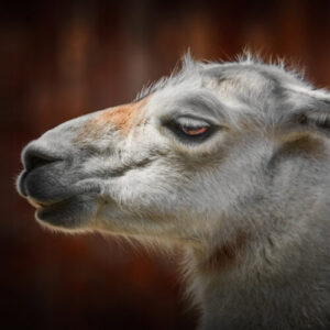 surpriza-lui-meta-llama-4-drop-expune-decalajul-dintre-ambitia-ai-si-realitate