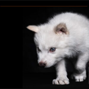 compania-de-dextinction-anunta-ca-dire-wolf-a-revenit