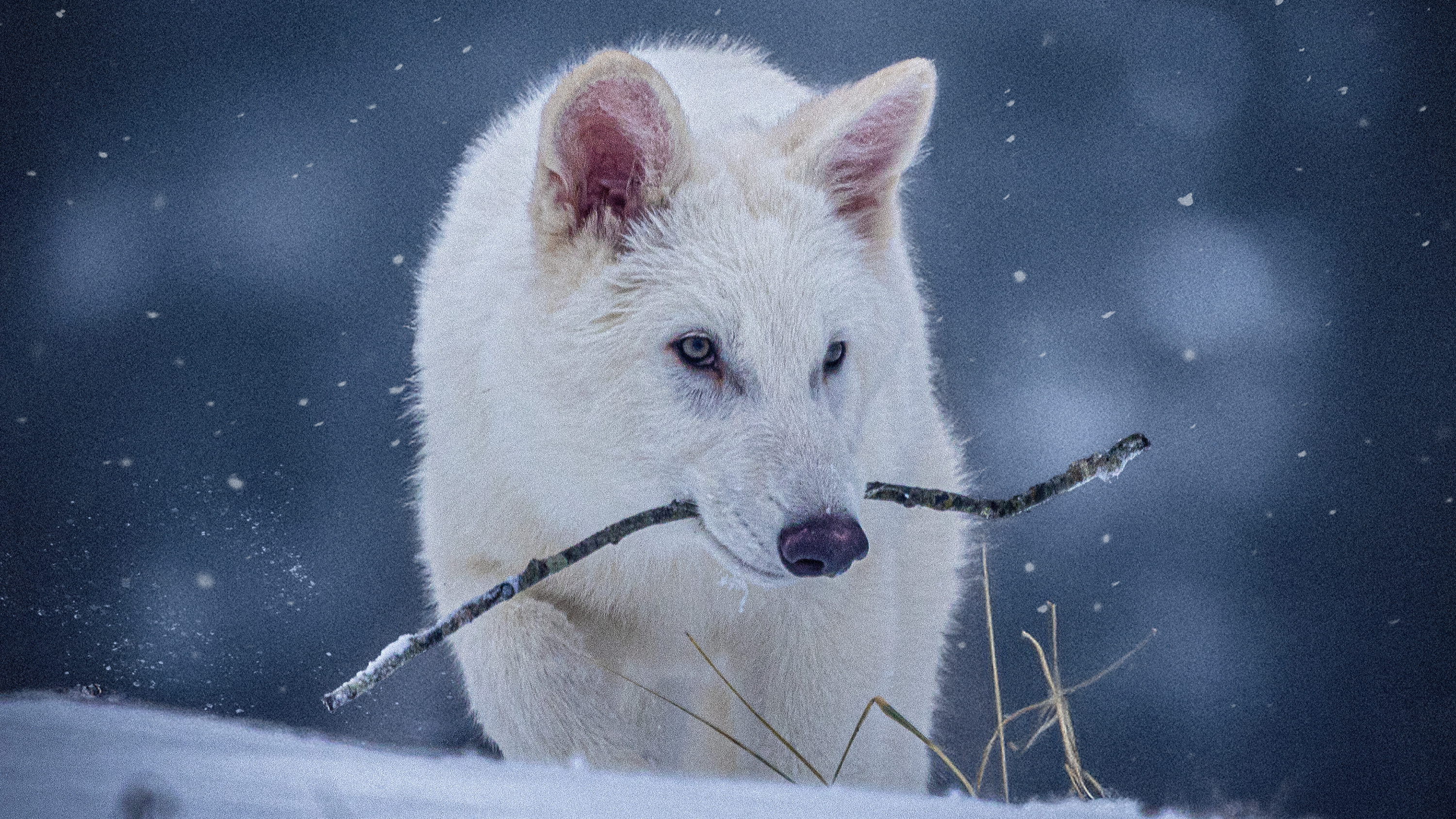 „dire-wolf”-de-la-colossal-nu-este-un-lup-si-nu-a-fost-exclusiv,-spun-specialistii