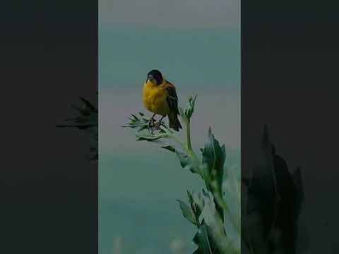 زرد پره