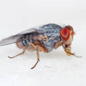 mustele-de-fructe-pot-fi-facute-pentru-a-actiona-ca-roboti-in-miniatura