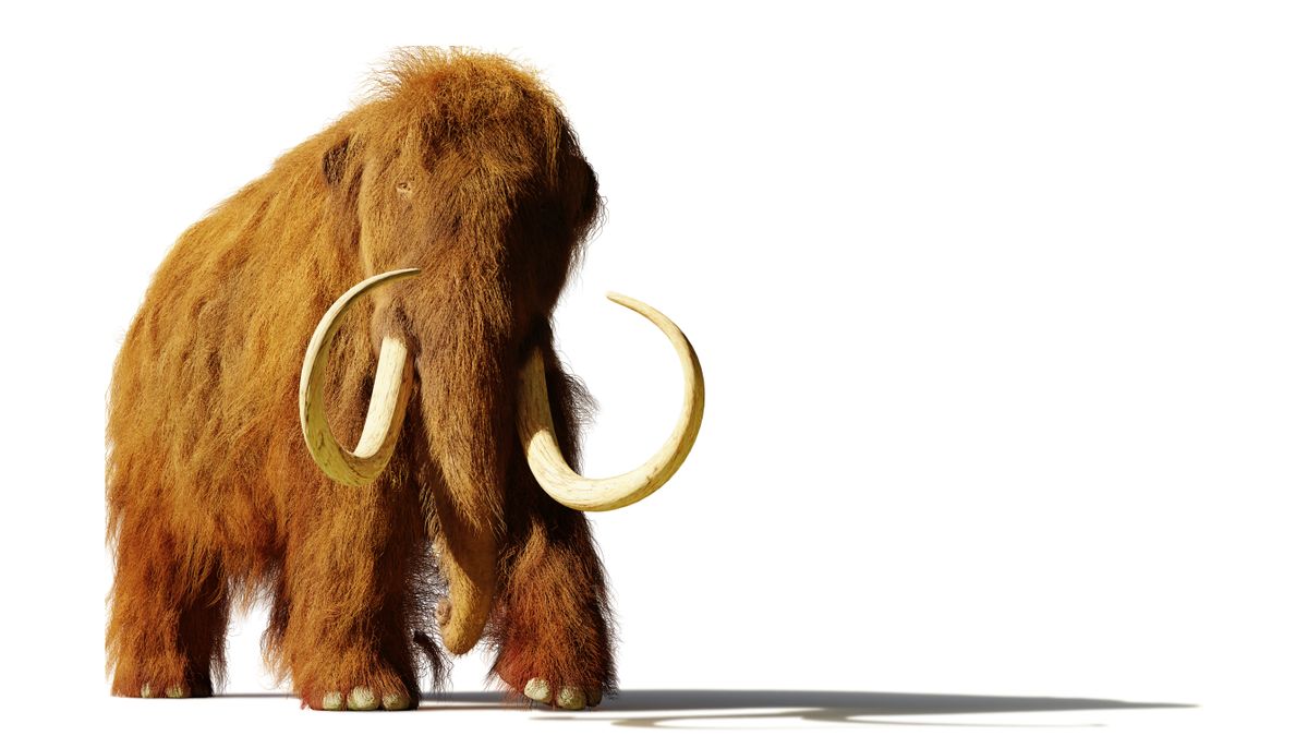 cel-mai-cunoscut-mamut-de-lana-din-america-de-nord-a-dezvaluit-in-adn-ul-antic-„de-mult-pierdut”