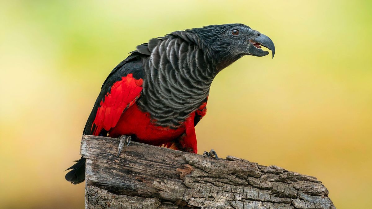 dracula-parrot:-pasarea-goth-a-carei-tipaturi-piercing-rasuna-prin-padurile-din-noua-guinee