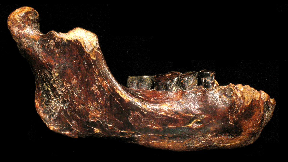 jawbone-denisovan-extrem-de-rar-confirma-ca-verii-umani-se-raspandesc-in-asia