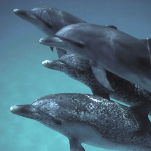 google-a-creat-un-nou-model-ai-pentru-a-vorbi-cu-delfinii