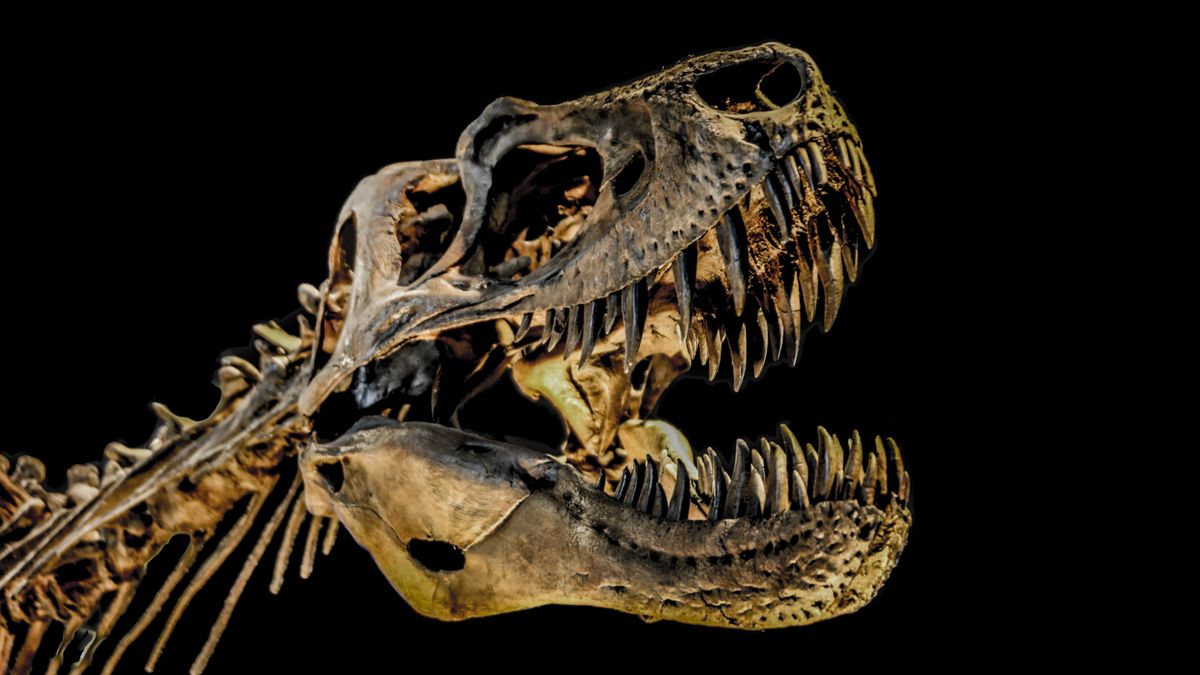 „disperare-si-exasperator”:-super-bogatii-din-lume-cumpara-fosilele-t.-rex-si-impiedica-cercetarea