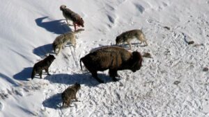 urmariti-pachetul-de-lupi-yellowstone-wolf-hunting-bison-dupa-moartea-„regina”-alfa-cu-un-ochi