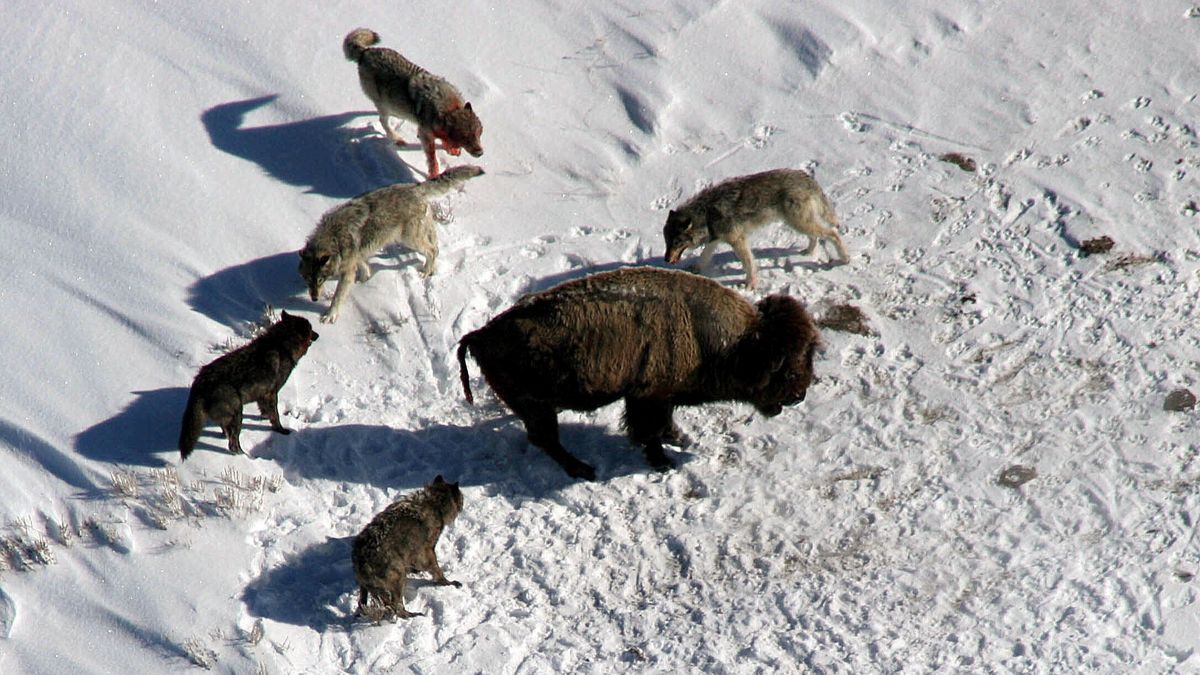 urmariti-pachetul-de-lupi-yellowstone-wolf-hunting-bison-dupa-moartea-„regina”-alfa-cu-un-ochi