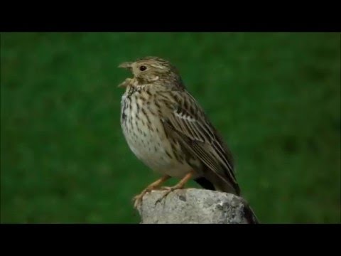 Corn bunting singing, Miliaria calandra, presura sura cantand