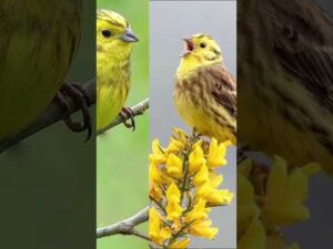Trznadel (Emberiza citrinella) – odgłos