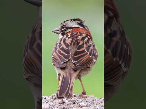 a bird that is resting, does anyone know the name of the bird? #shorts #birds