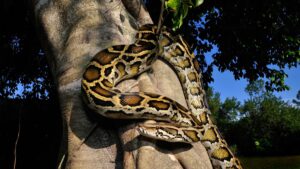 „o-versiune-in-sus-a-evolutiei-darwiniene”:-cum-ar-fi-putut-sa-evolueze-o-mega-inghet-in-florida