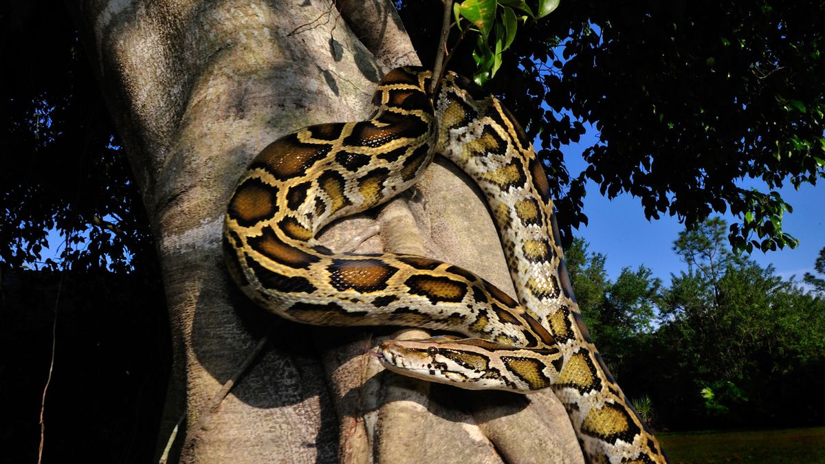 „o-versiune-in-sus-a-evolutiei-darwiniene”:-cum-ar-fi-putut-sa-evolueze-o-mega-inghet-in-florida