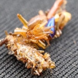 caterpillar-de-colectie-osoasa-se-impodobeste-in-partile-corpului-insectelor