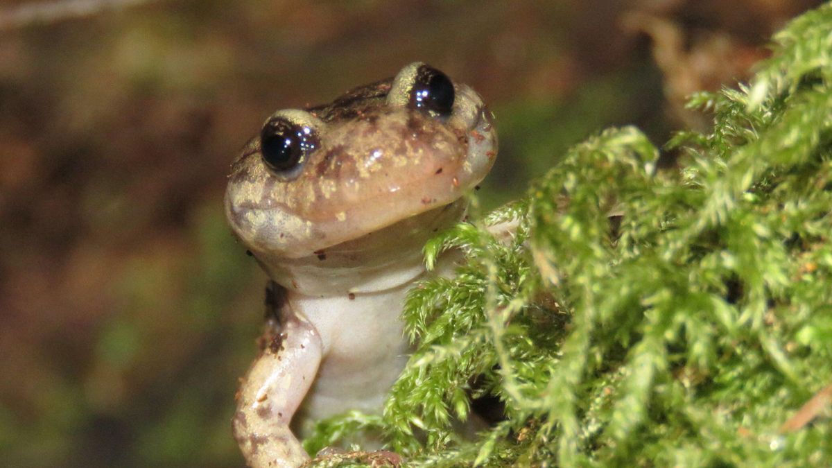 salamander-ratacitor:-amfibianul-care-se-inclina-cu-arborele-cu-o-prindere-cu-sange