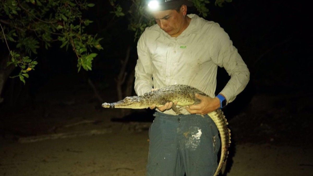 oamenii-de-stiinta-descopera-2-noi-specii-de-crocodil-care-se-ascund-la-vedere