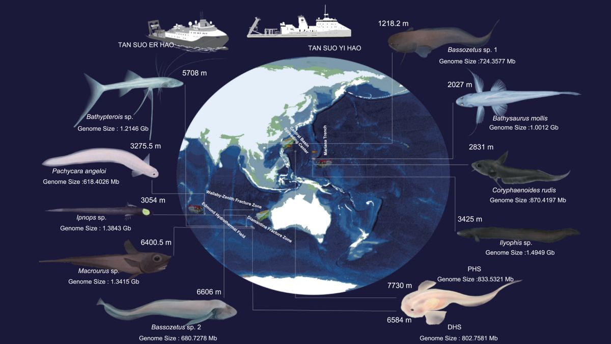 tranchul-mariana-gazduieste-un-peste-ciudat-de-mare-adanc-si-toate-au-aceleasi-mutatii-unice