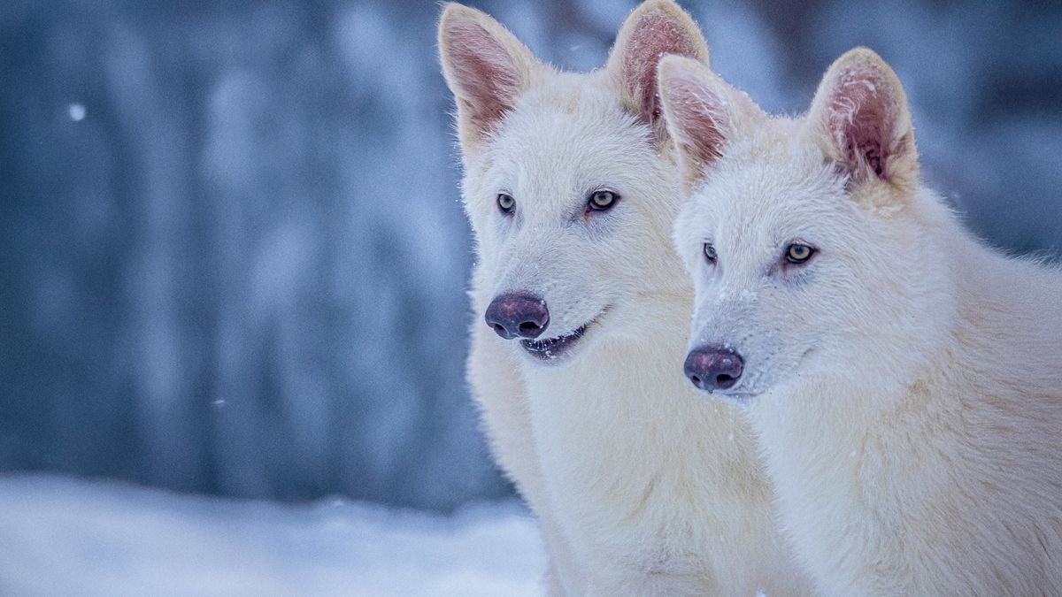 cat-de-legati-sunt-lupii-ingroziti-si-lupii-gri?-raspunsul-te-ar-putea-surprinde.