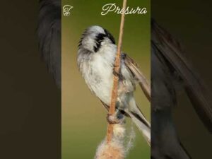 #Presura # Păsări din fauna României- Ep 19