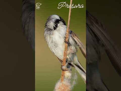 #Presura # Păsări din fauna României- Ep 19