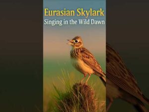 Morning Bird Songs | Eurasian Skylark Singing at Sunrise | Relaxing Nature Sounds for Sleep & Study