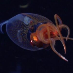 roundup-de-cercetare:-tardigrade-tatuate-si-urinele-fara-splash