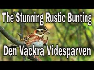 The Fascinating Rustic Bunting (Videsparv)! 🌿