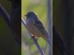 The Most Beautiful Bird Song: Hear the Amazing Ortolan Bunting Chirping #shorts  #birds #birdsounds