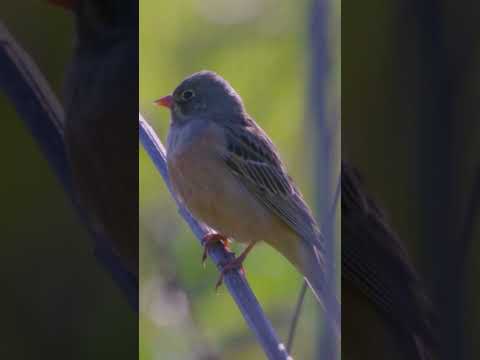 The Most Beautiful Bird Song: Hear the Amazing Ortolan Bunting Chirping #shorts  #birds #birdsounds