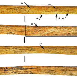 neanderthalii-au-inventat-propria-tehnologie-de-arma-osoasa-pana-acum-80.000-de-ani