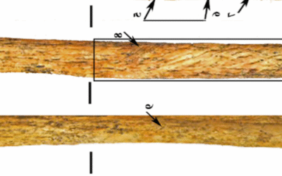 Neanderthalii au inventat propria tehnologie de armă osoasă până acum 80.000 de ani