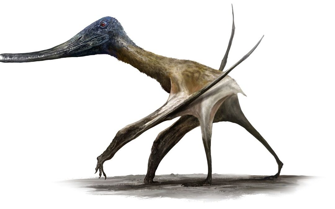 Pterosaurii uriași nu erau buni doar la zbor, ei puteau merge și printre dinozauri