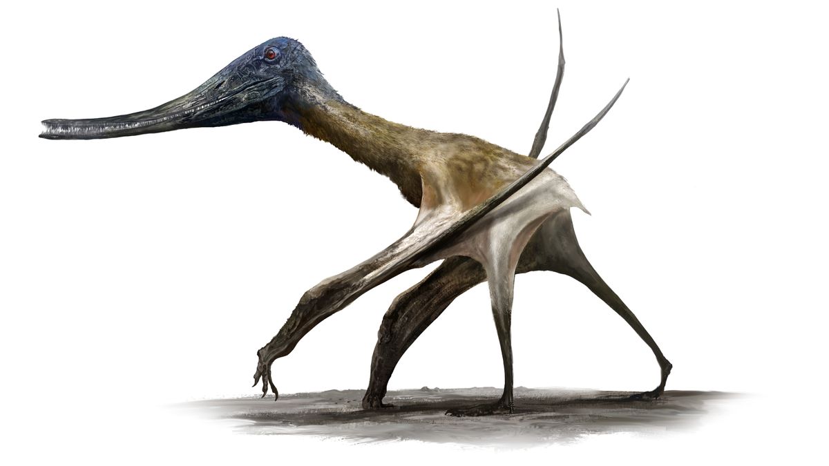 pterosaurii-uriasi-nu-erau-buni-doar-la-zbor,-ei-puteau-merge-si-printre-dinozauri