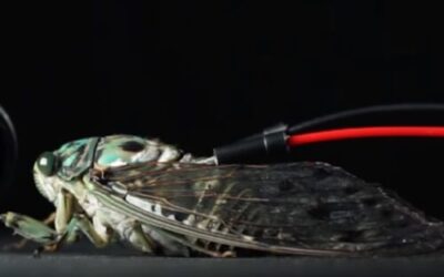 Cyborg Cicadas joacă canonul lui Pachelbel
