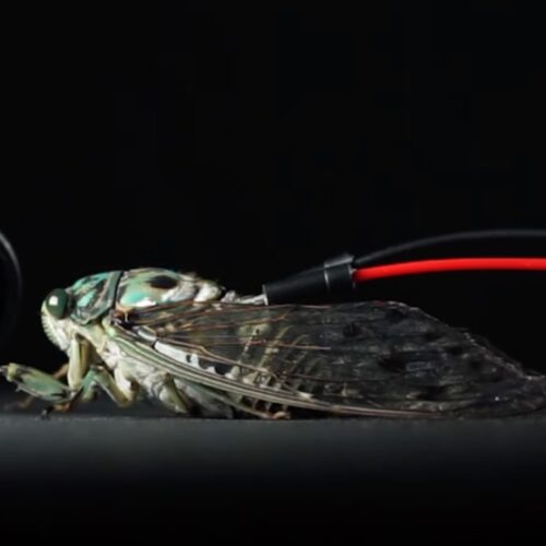Cyborg Cicadas joacă canonul lui Pachelbel