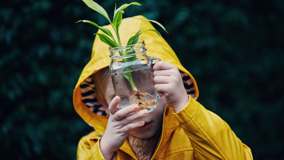 plante:-fapte-despre-furnizorii-nostri-de-oxigen