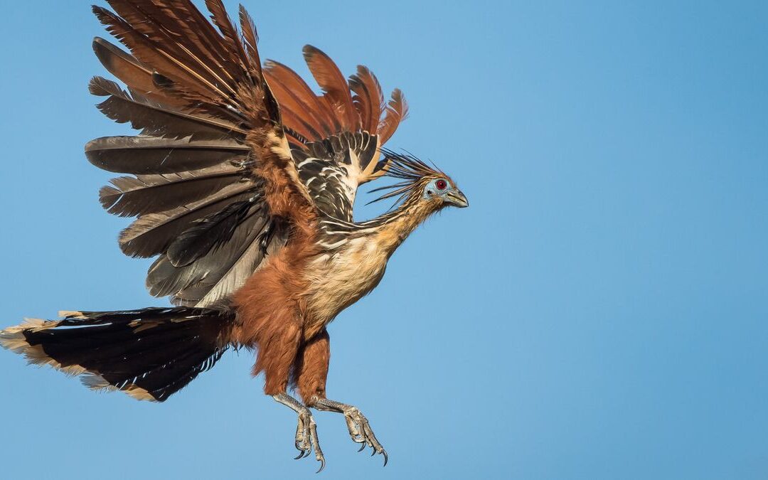 Hoatzin: Ciudatul „Stinkbird” născut cu aripi gheare care pare a fi un orfan evolutiv ”