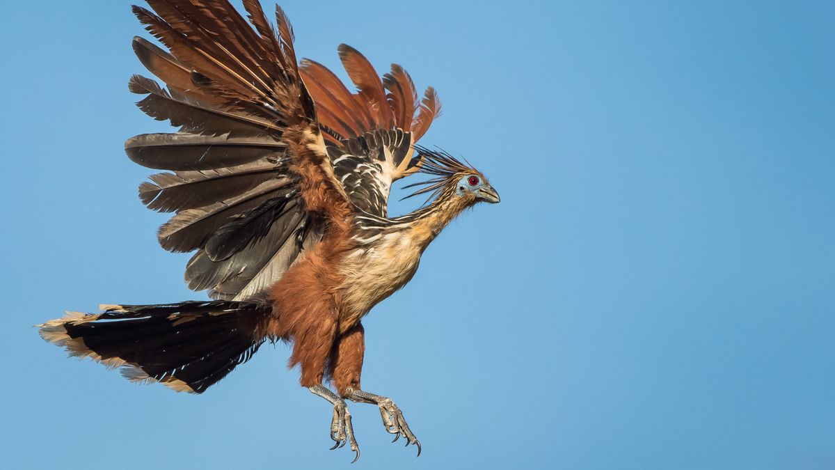 hoatzin:-ciudatul-„stinkbird”-nascut-cu-aripi-gheare-care-pare-a-fi-un-orfan-evolutiv-”