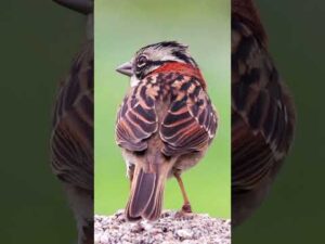 Let your soul listen to the whispers of the birds🐣  #nature #peace #selfreflection #mindfulness