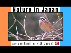 [Wild birds] Meadow Bunting calling