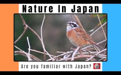 [Wild birds] Meadow Bunting calling